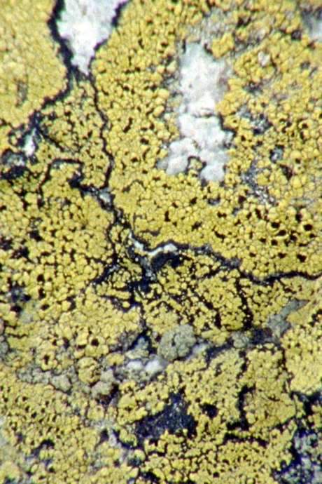 Lichens Are The Way